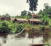 Korowai genties namai