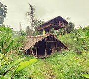 Korowai genties namai