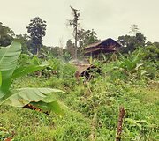 Korowai genties namai