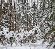 Liepijų pėsčiųjų trasa