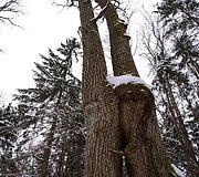 Liepijų pėsčiųjų trasa