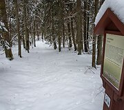 Liepijų pėsčiųjų trasa