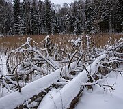 Liepijų pėsčiųjų trasa