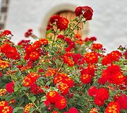 Simono ir jo &scaron;eimos gyvenimas Tenerifėje