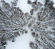 Kintų girininkijos pažintinis takas