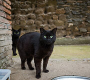 Largo di Torre Argentina