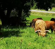 Mangusto takas ir Pavirvytės dvaras