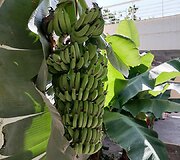 Bananai, augantys parduotuvės aik&scaron;telėje