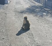 Gibraltaro beždžionės, tykojančios pavogti maistą