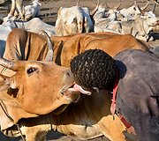 Atrodo ne kaip, bet ir bučiuojasi su karvėms... Mundari gentis. Pietų Sudanas