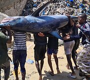 Dienos laimikis. Mogadi&scaron;as, Somalis