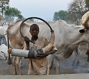 Mundari berniukas pučia į ragą ir kviečia gyvulius grįžti į stovyklą nakčiai