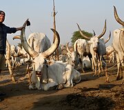 Kokie milžini&scaron;ki gyvulių ragai! Mundari gentis. Pietų Sudanas