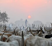 Saulėlydis Mundari genties gyvulių stovykloje. Pietų Sudanas