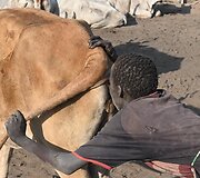 Pučia karvei į užpakalį, kad daugiau pieno duotų. Mundari gentis. Pietų Sudanas