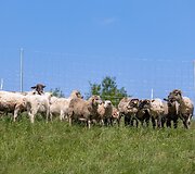 Ribi&scaron;kių kra&scaron;tovaizdžio draustinyje
