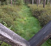 HBH Pelkių takas