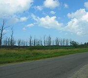 Kur&scaron;ių marių keliukais