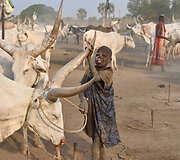 Gyvulių priežiūra