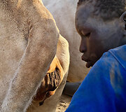 Oro pūtimas į užpakalį, kad karvės daugiau pieno duotų