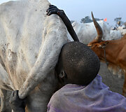 Oro pūtimas į užpakalį, kad karvės daugiau pieno duotų