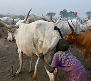 Oro pūtimas į užpakalį, kad karvės daugiau pieno duotų