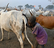 Oro pūtimas į užpakalį, kad karvės daugiau pieno duotų