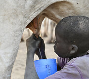 Oro pūtimas į užpakalį, kad karvės daugiau pieno duotų