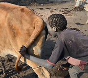 Oro pūtimas į užpakalį, kad karvės daugiau pieno duotų