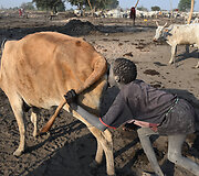 Oro pūtimas į užpakalį, kad karvės daugiau pieno duotų