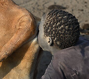 Oro pūtimas į užpakalį, kad karvės daugiau pieno duotų