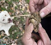 Trumų ie&scaron;koti padeda apmokyti &scaron;unys