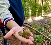Viso pasaulio gurmanų vertinamai trumai