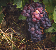 Bodega Bentomiz 