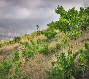 Bodega Bentomiz 