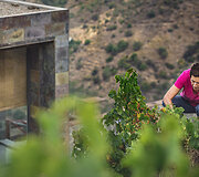 Bodega Bentomiz 
