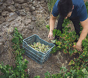 Bodega Bentomiz 