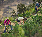 Bodega Bentomiz 