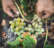 Bodega Bentomiz 