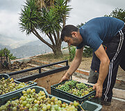 Bodega Bentomiz 