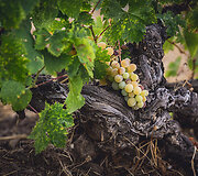 Bodega Bentomiz 