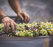 Bodega Bentomiz 