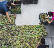 Bodega Bentomiz 