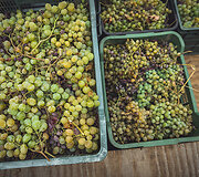 Bodega Bentomiz 
