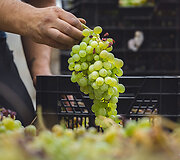 Bodega Bentomiz 