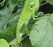 &Scaron;ri Lanka