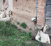Garsios Tylos Observatorijos ožiai
