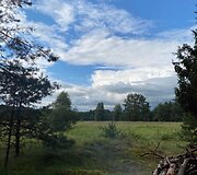 Namelis medyje Varėnos mi&scaron;kuose&nbsp;