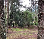 Namelis medyje Varėnos mi&scaron;kuose&nbsp;