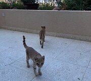 Kipras
